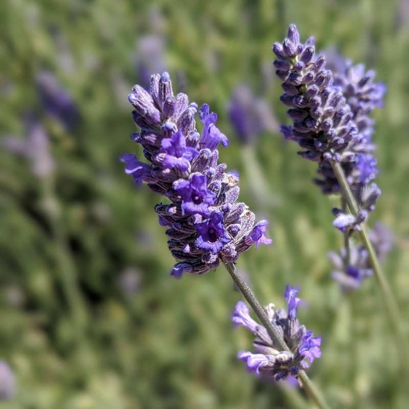 lavandula angustifolia "Platinum Blonde" essential oil