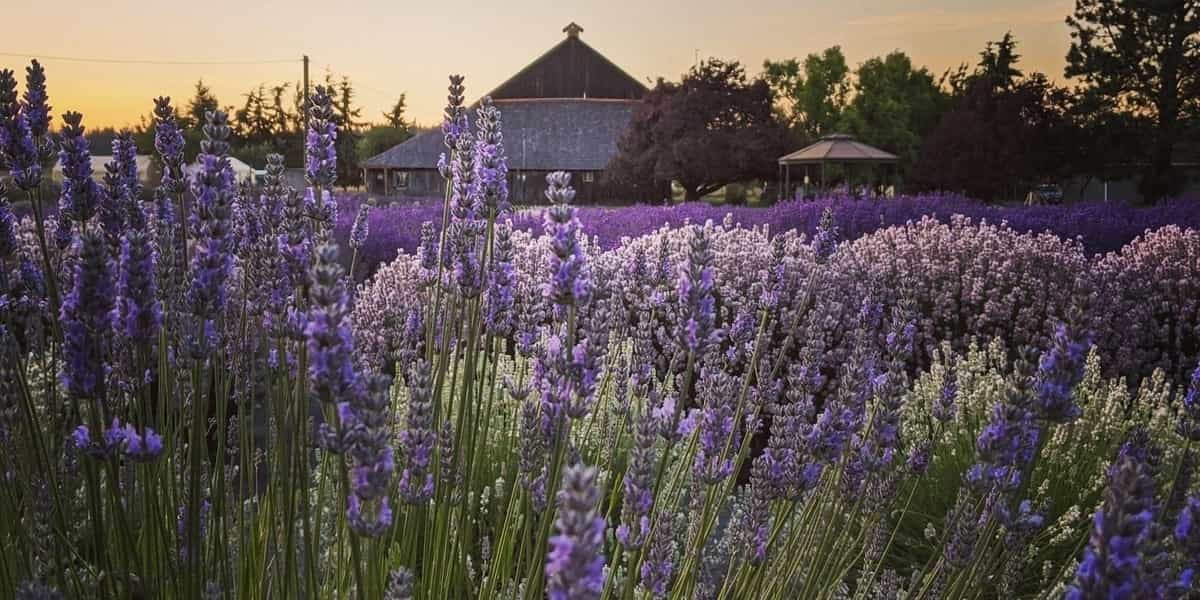 Lavender fields at sunset with the historic Lotzgesell dairy barn in the background at Lavender Connection, one of the best lavender farms in Sequim, Washington.