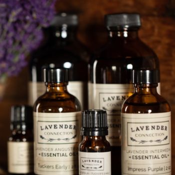 Lavender Essential Oil