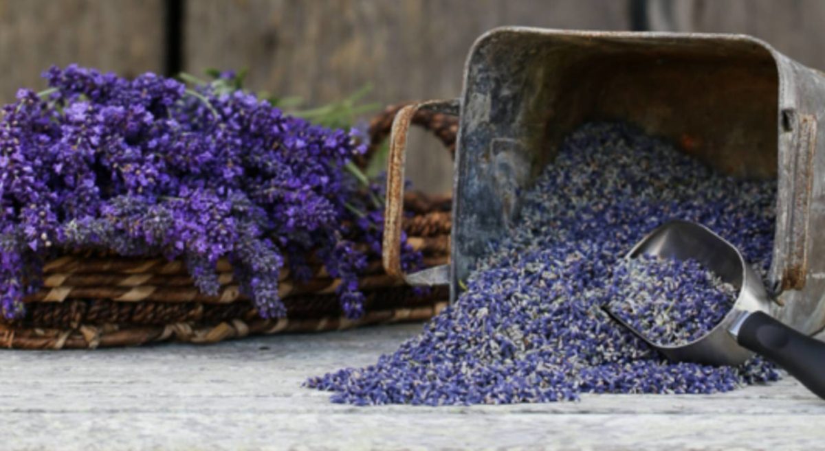 Dried culinary lavender buds spilling out of a container, edible Royal Velvet lavender from Sequim Washington