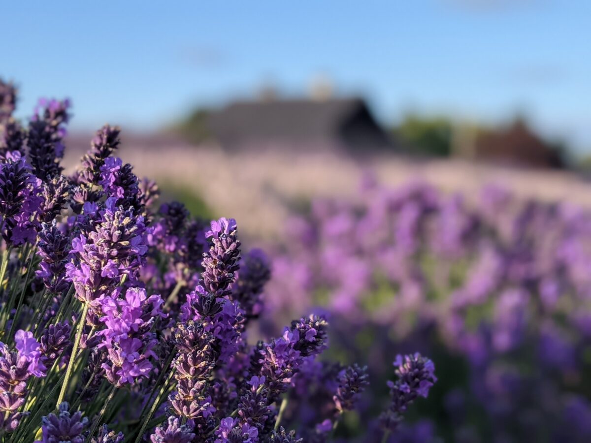 Multi-colored lavender fields in bloom at Lavender Connection, one of the best lavender farms in Sequim, Washington, with the historic Lotzgesell dairy barn softly blurred in the background.
