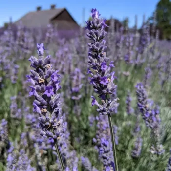 lavandula latifolia "Spike" lavender essential oil