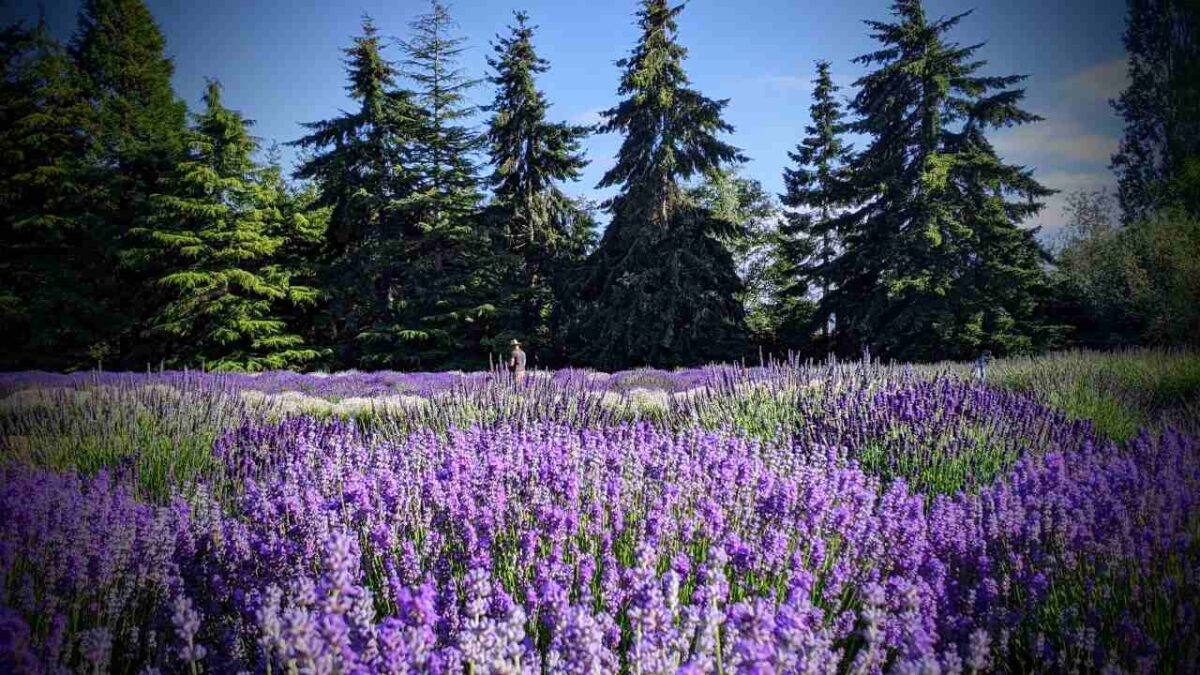 Multicolored lavender field in bloom with a farmer in the distance and evergreen trees in the background at Lavender Connection, one of the best lavender farms in Sequim, Washington.