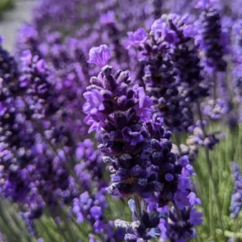close-up of lavandula angustifolia "Peter Pan" variety, purple lavender