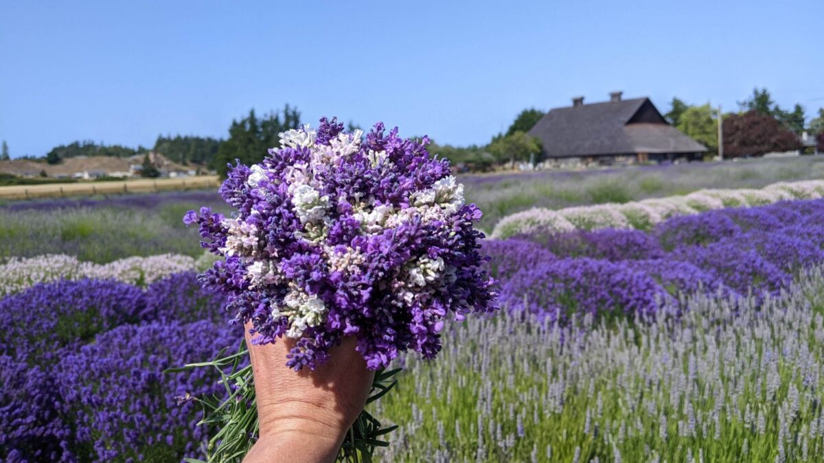 Hand holding a freshly cut lavender bundle in the fields at Lavender Connection farm in Sequim, Washington, with the historic barn in the background